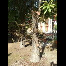 Der Kanonenkugelbaum mit seinen großen, kugelförmigen Früchten